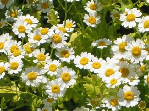 The Ultimate Guide: How to Plant, Grow, and Care for Feverfew - Plant ...