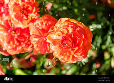 Carnival of Flowers - Toowoomba Stock Photo - Alamy