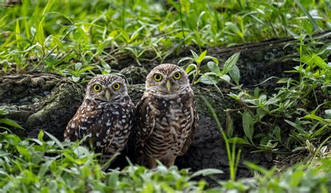 8 Wonderfully Weird Facts About Burrowing Owls