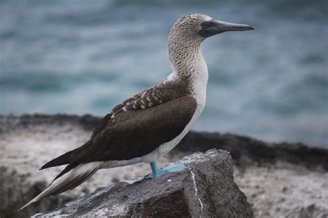 Free Images : sea, bird, seabird, wildlife, gull, beak, fauna, vertebrate, cormorant, albatross ...