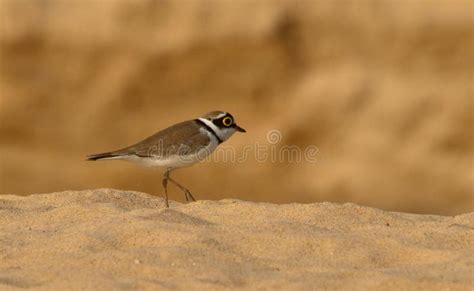 Little Ringed Plover in Habitat . Stock Image - Image of cuckoo ...