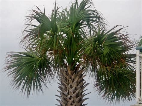 Palm Tree! | Myrtle beach south carolina, South carolina beaches ...