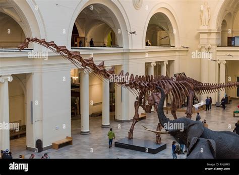 Dinosaur skeleton museum hi-res stock photography and images - Alamy