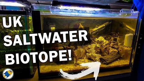 British Native Marine Aquarium | UK Native Fish Tank - MR BRIGHTFRYED - YouTube