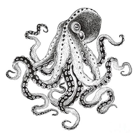 Hand-drawn Illustration Octopus Vector Digital Art by Nikiparonak | Pixels