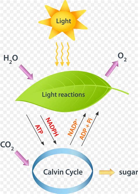 Light-dependent Reactions Light-independent Reactions Photosynthesis Calvin Cycle, PNG ...