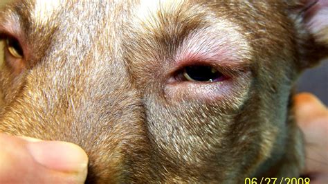 Anaphylactic Shock In Dogs - Dog Choices