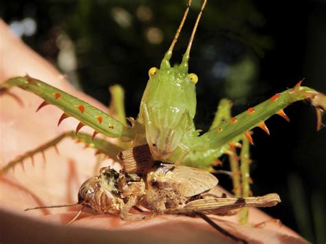 Chirping diversity: New field guide published on grasshopper species in ...