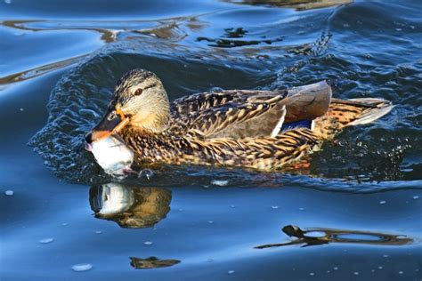 Do Ducks Eat Fish? All You Need to Know