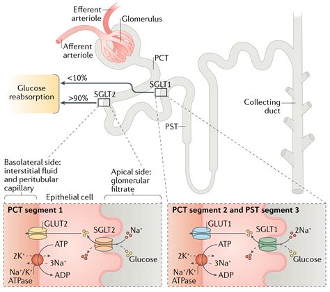 Sglt2 Inhibitors Heart Failure Mechanism