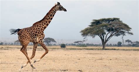 Giraffes, Towering and Otherworldly, Are ‘Vulnerable’ to Extinction - The New York Times