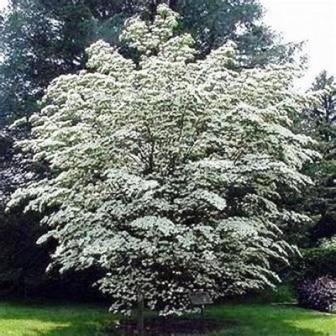 Chinese Dogwood Tree Seeds | Dogwood trees, Tree seeds, Trees to plant