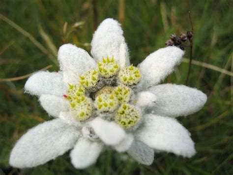 Edelweiss (song) - Wikipedia