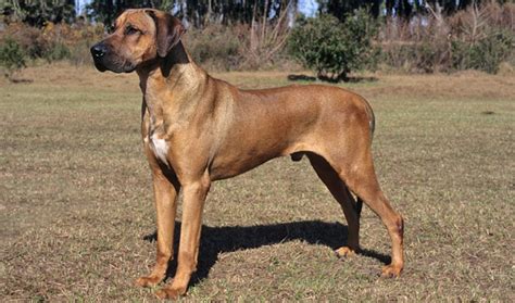 Rhodesian Ridgeback Dog Breed Information - Vetstreet | Vetstreet