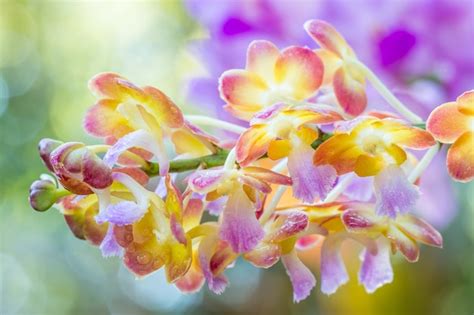 Premium Photo | Colorful orchids