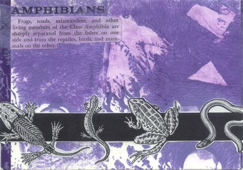purple amphibians PC | Paperboard packaging with gesso+purpl… | Flickr