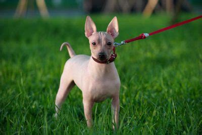 Hairless Dog Breeds – American Kennel Club