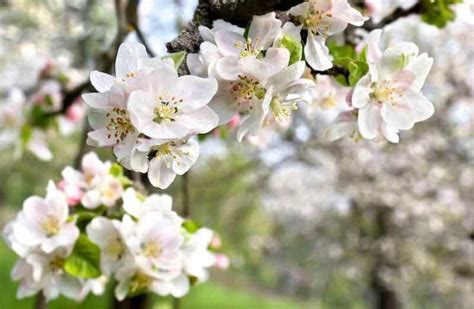 The Arkansas Black Apple Tree - Minneopa Orchards