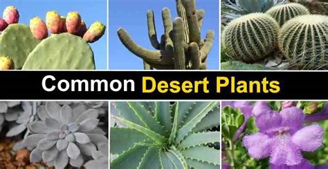 25 Desert Plants (With Pictures and Names) - Identification Guide