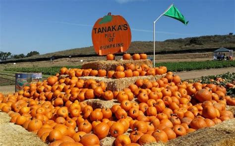 Tanaka Farms U-Pick Tours Irvine Family-Friendly Day Trip