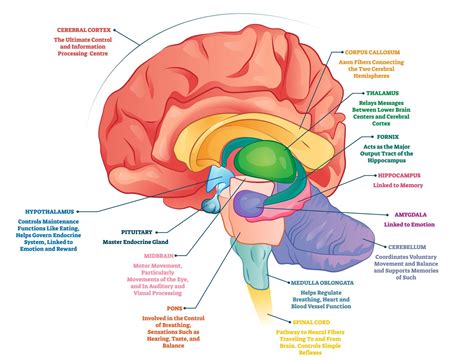 What is the neuroscience of aging?