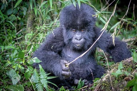 A Baby Mountain Gorilla Gorilla Photograph by Edwin Remsberg - Fine Art ...