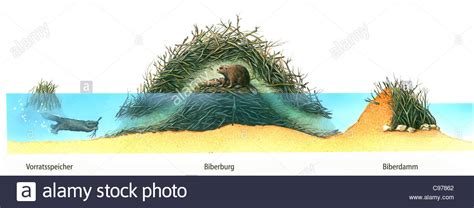 Beaver Dam Drawing at GetDrawings | Free download