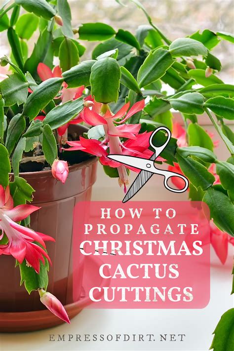 3 Quick Ways to Grow Christmas Cactus From Cuttings | Christmas cactus ...