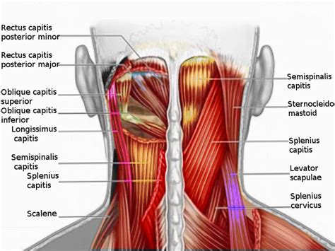 Self Myofascial Release of the Neck - HealthCreeds