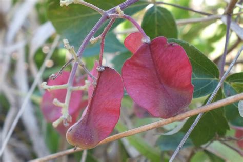 SAPINDACEAE | Pybio Paraguay Biodiversidad