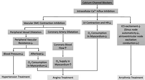 voordat Verbinding lid calcium channel blockers mechanism of action ppt ...