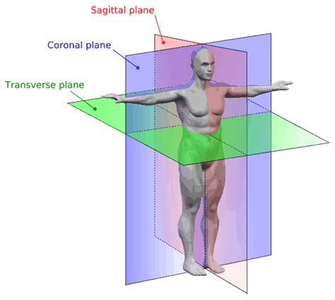 Anatomical Terms & Meaning: Anatomy Regions, Planes, Areas, Directions