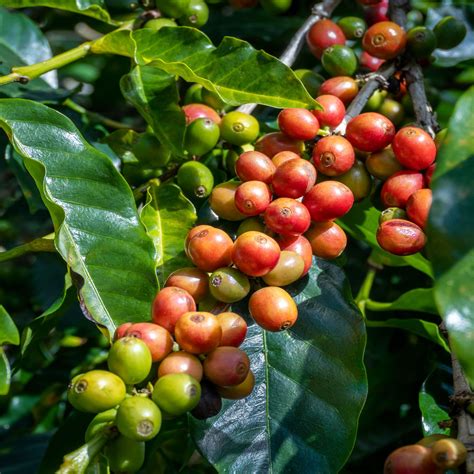 Coffea Arabica Coffee Tree Seeds 10 | Etsy