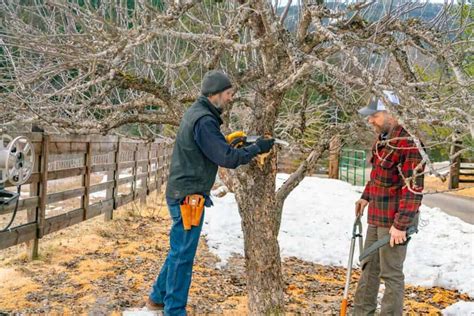 PRUNING FRUIT TREES THE RIGHT WAY (FOR THE BEST HARVEST)