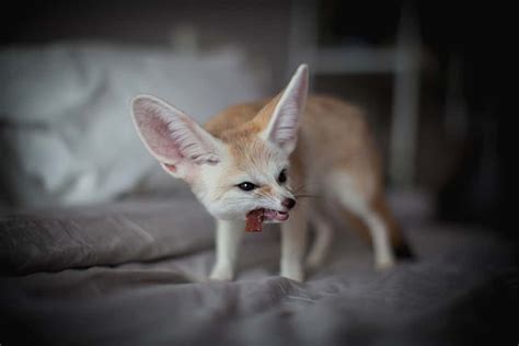 15 Things Fennec Foxes Like to Eat Most (Diet, Care & Feeding Tips)