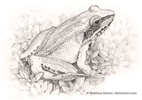 Wood Frog Pencil Sketch – Bohan Art