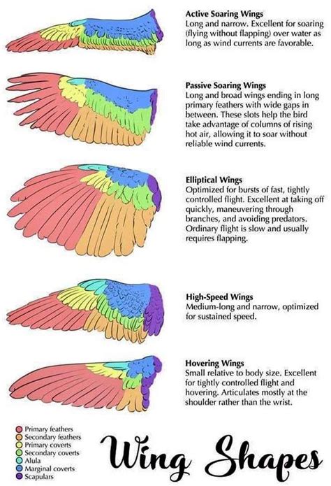 Detailed guide to different types of bird wings and their functional ...