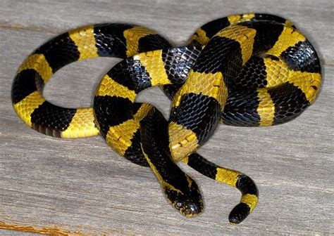 B&W NewsWire: How to identify venomous snakes