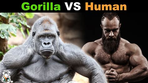 How Strong is a Gorilla Compared to a Human? - YouTube