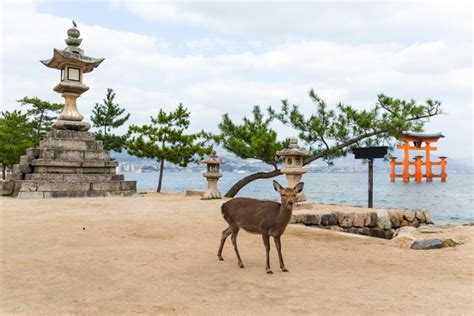 Visiting Itsukushima Shrine in Japan (My Experience) - Christine Abroad