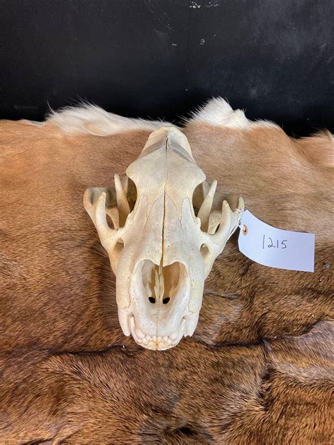 African Lion Skull (#1215) on Mar 23, 2023 | Steve Chupp Auctions in OH