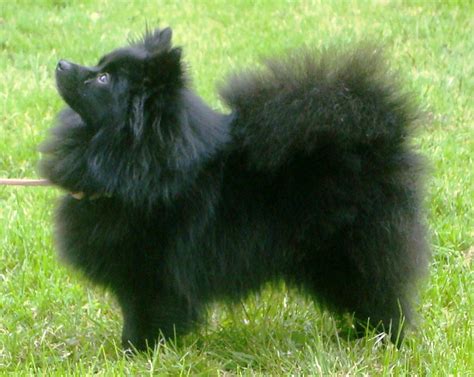 About Dog German Spitz: Basics of German Spitz Training