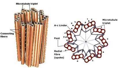 Human Biology Online Lab / Centrioles!