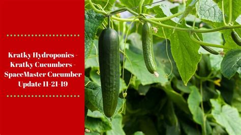 Kratky Hydroponics - Kratky Cucumbers - Hydroponic Cucumbers ...