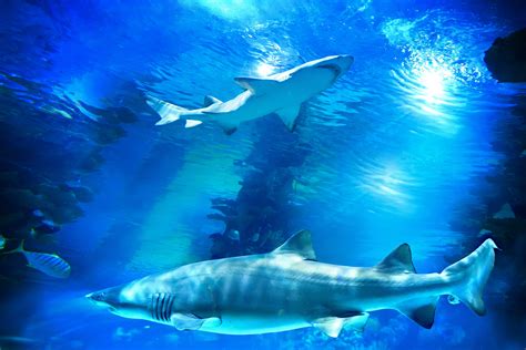 Shark Reef Aquarium - One of the Top Attractions in Las Vegas, USA - Yatra.com