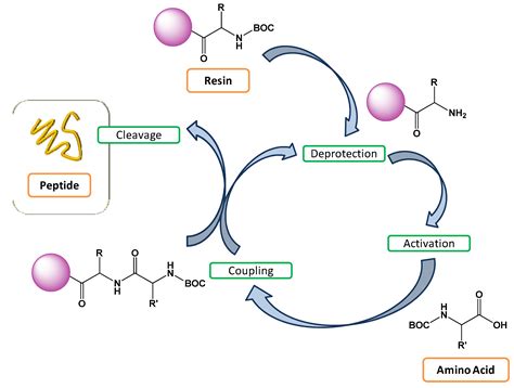 Polymers | Free Full-Text | Peptide-Based Polymer Therapeutics | HTML