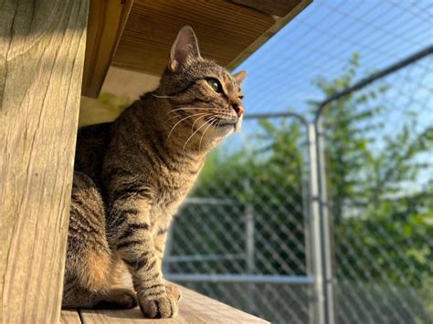 255 Barn Cat Names for Your Outdoor Friend - Excited Cats