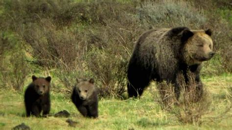 Saving Grizzly Bear Habitat - YouTube