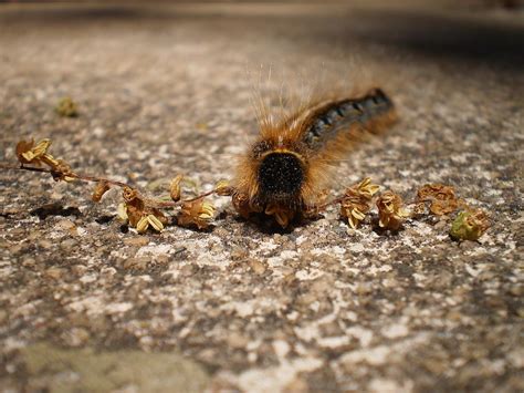 Tent Caterpillar Photograph by Darlene Rodgers