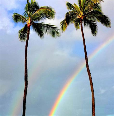 Rainbow Palm Trees Tropical - Free photo on Pixabay - Pixabay